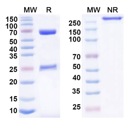 SDS-PAGE - Anti-LILRB4 Antibody [BND-35] Biosimilar - BSA and Azide free (A340110) - Antibodies.com