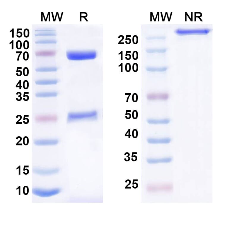 SDS-PAGE - Anti-LILRB4 Antibody [BND-35] Biosimilar - BSA and Azide free (A340110) - Antibodies.com