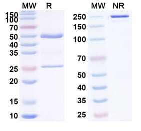 SDS-PAGE - Anti-LILRB4 Antibody [TRX385] Biosimilar - BSA and Azide free (A340111) - Antibodies.com