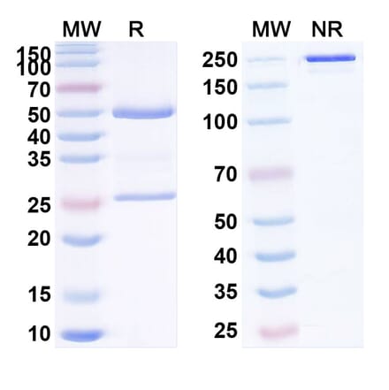 SDS-PAGE - Anti-LILRB4 Antibody [TRX385] Biosimilar - BSA and Azide free (A340111) - Antibodies.com