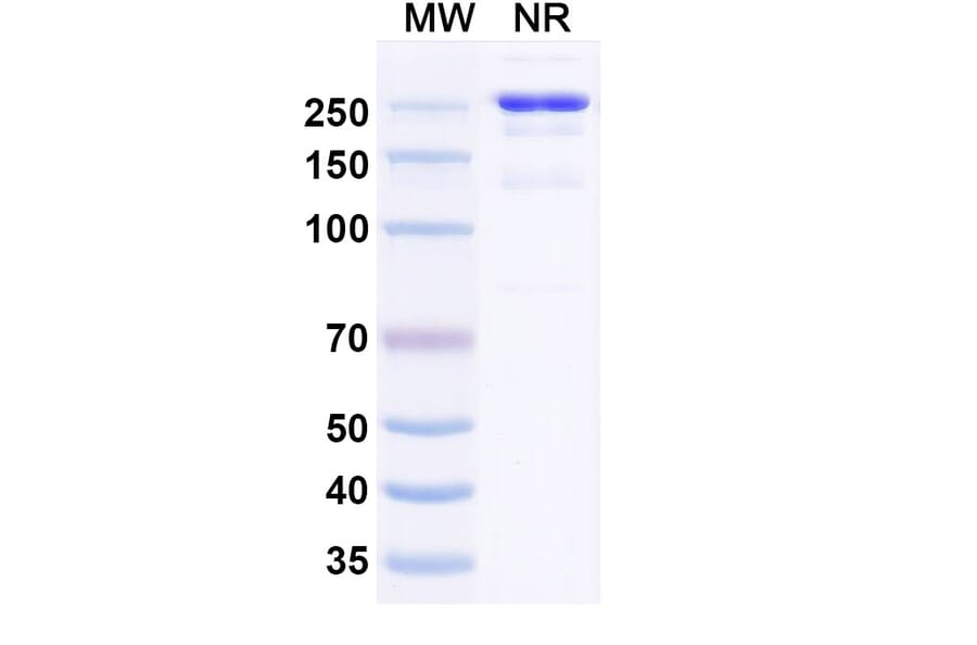 SDS-PAGE - Anti-CLEC2D Antibody [ZM8] Biosimilar - BSA and Azide free (A340112) - Antibodies.com