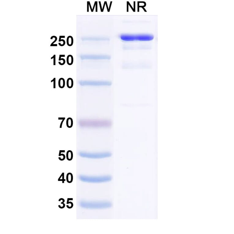 SDS-PAGE - Anti-CLEC2D Antibody [ZM8] Biosimilar - BSA and Azide free (A340112) - Antibodies.com