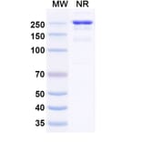 SDS-PAGE - Anti-CLEC2D Antibody [ZM8] Biosimilar - BSA and Azide free (A340112) - Antibodies.com