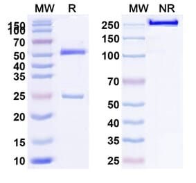 SDS-PAGE - Anti-LRP6 Antibody [GSK317822] Biosimilar - BSA and Azide free (A340115) - Antibodies.com