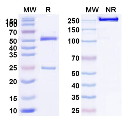 SDS-PAGE - Anti-LRP6 Antibody [GSK317822] Biosimilar - BSA and Azide free (A340115) - Antibodies.com