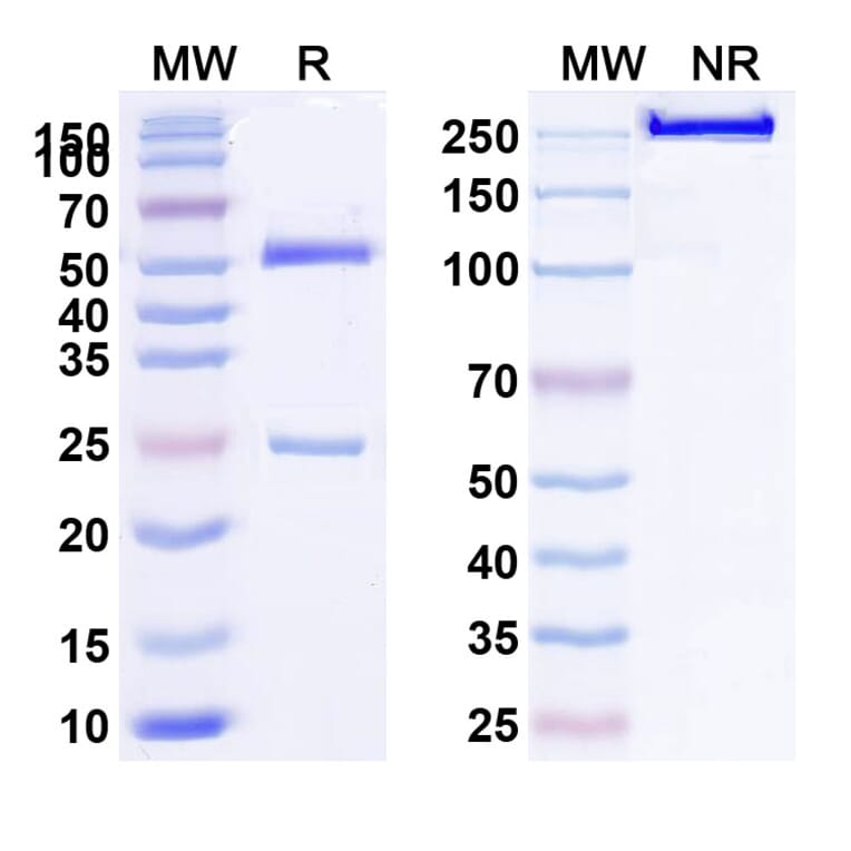 SDS-PAGE - Anti-LRP6 Antibody [GSK317822] Biosimilar - BSA and Azide free (A340115) - Antibodies.com