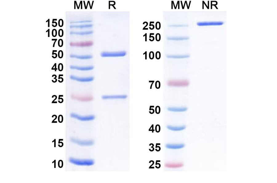 SDS-PAGE - Anti-LY6E Antibody [RG 7841] Biosimilar - BSA and Azide free (A340116) - Antibodies.com
