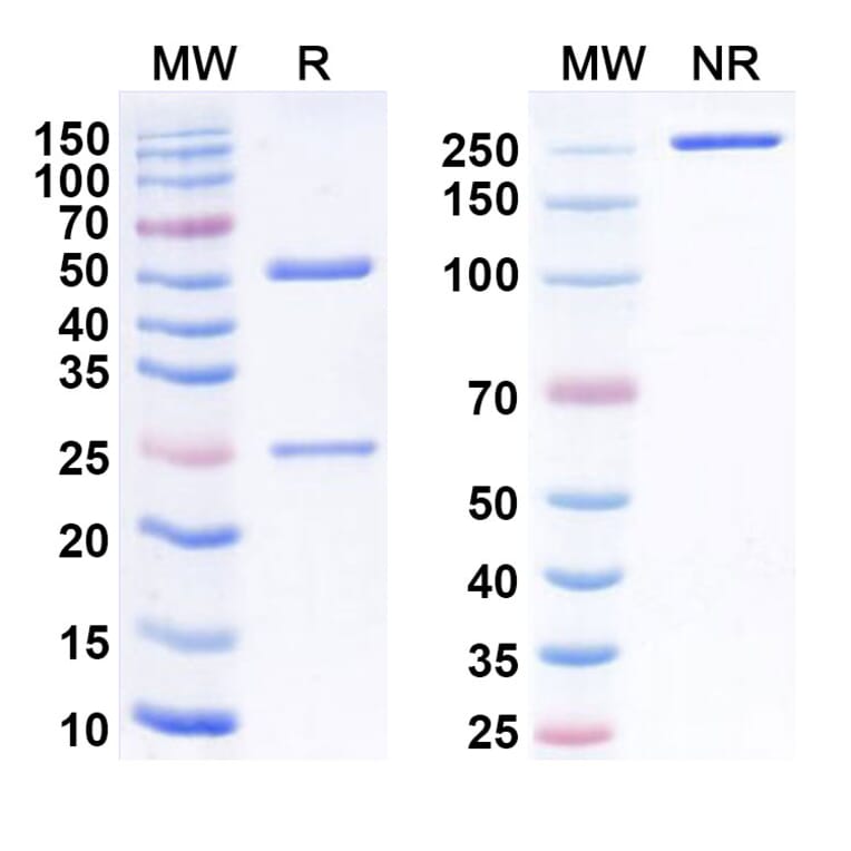 SDS-PAGE - Anti-LY6E Antibody [RG 7841] Biosimilar - BSA and Azide free (A340116) - Antibodies.com