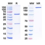 SDS-PAGE - Anti-LY6E Antibody [RG 7841] Biosimilar - BSA and Azide free (A340116) - Antibodies.com