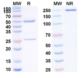 SDS-PAGE - Anti-DEC-205 Antibody [OX-2] Biosimilar - BSA and Azide free (A340117) - Antibodies.com