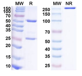 SDS-PAGE - Anti-CSF1R Antibody [AMG 82] Biosimilar - BSA and Azide free (A340119) - Antibodies.com