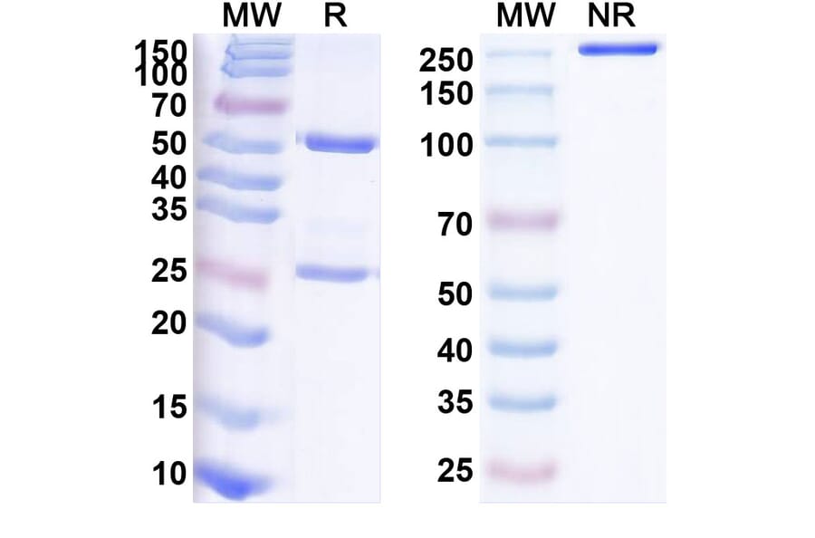 SDS-PAGE - Anti-M-CSF Antibody [PD-36324] Biosimilar - BSA and Azide free (A340120) - Antibodies.com