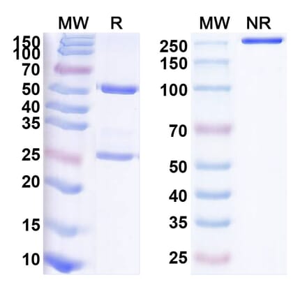 SDS-PAGE - Anti-MDM2 Antibody [NMC-1] Biosimilar - BSA and Azide free (A340121) - Antibodies.com