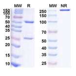SDS-PAGE - Anti-MDM2 Antibody [NMC-1] Biosimilar - BSA and Azide free (A340121) - Antibodies.com