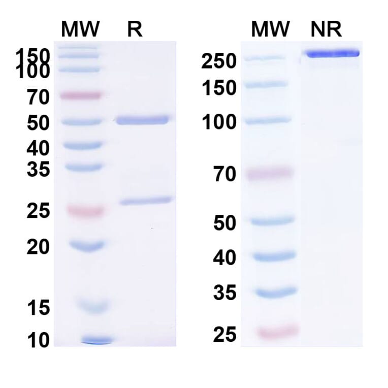 SDS-PAGE - Anti-MDM2 Antibody [OM-31] Biosimilar - BSA and Azide free (A340122) - Antibodies.com
