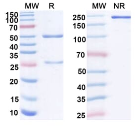 SDS-PAGE - Anti-Mesothelin Antibody [BMS 986148] Biosimilar - BSA and Azide free (A340124) - Antibodies.com