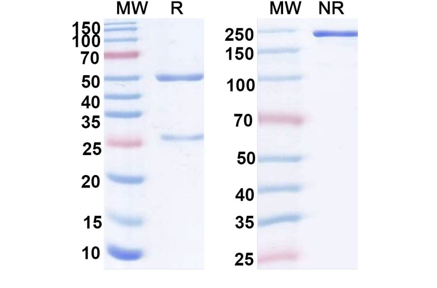 SDS-PAGE - Anti-Mesothelin Antibody [BMS 986148] Biosimilar - BSA and Azide free (A340124) - Antibodies.com