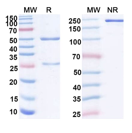 SDS-PAGE - Anti-Mesothelin Antibody [BMS 986148] Biosimilar - BSA and Azide free (A340124) - Antibodies.com