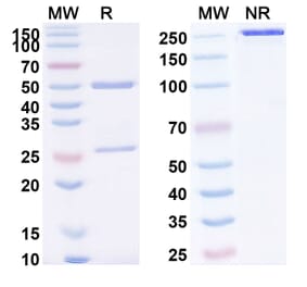 SDS-PAGE - Anti-Mesothelin Antibody [LMB-1] Biosimilar - BSA and Azide free (A340125) - Antibodies.com