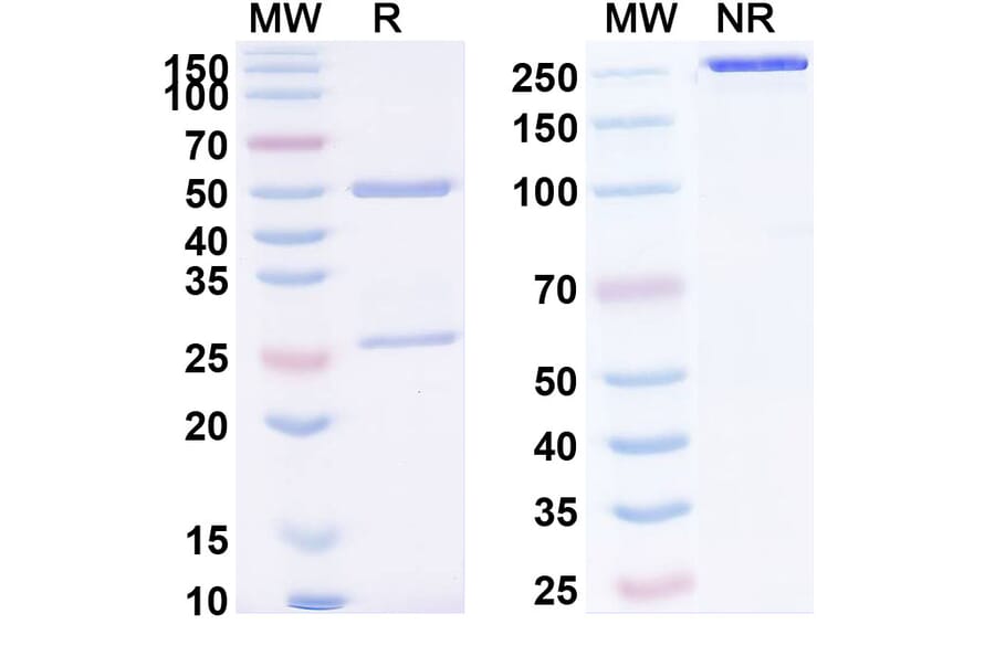 SDS-PAGE - Anti-Mesothelin Antibody [LMB-1] Biosimilar - BSA and Azide free (A340125) - Antibodies.com