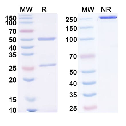 SDS-PAGE - Anti-Mesothelin Antibody [LMB-1] Biosimilar - BSA and Azide free (A340125) - Antibodies.com