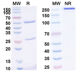 SDS-PAGE - Anti-Mesothelin Antibody [RC 88] Biosimilar - BSA and Azide free (A340126) - Antibodies.com