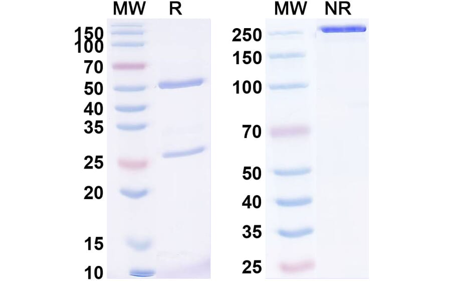 SDS-PAGE - Anti-Mesothelin Antibody [RC 88] Biosimilar - BSA and Azide free (A340126) - Antibodies.com