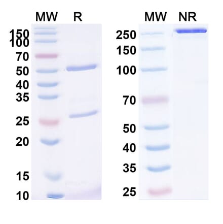 SDS-PAGE - Anti-Mesothelin Antibody [RC 88] Biosimilar - BSA and Azide free (A340126) - Antibodies.com