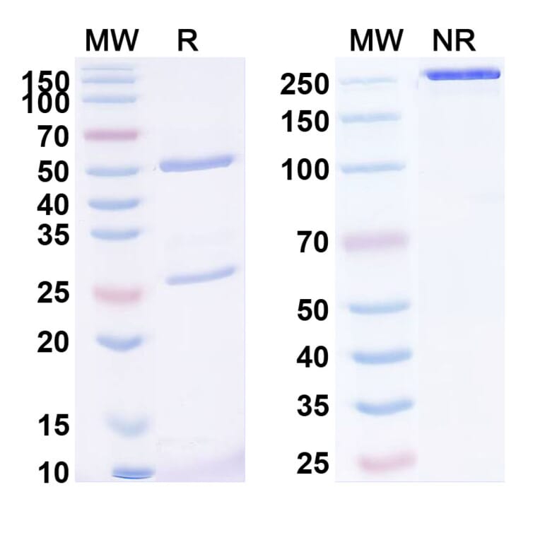 SDS-PAGE - Anti-Mesothelin Antibody [RG76] Biosimilar - BSA and Azide free (A340127) - Antibodies.com