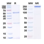 SDS-PAGE - Anti-MUC1 Antibody [R1549] Biosimilar - BSA and Azide free (A340129) - Antibodies.com