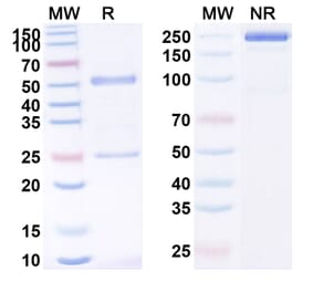 SDS-PAGE - Anti-MUC1 Antibody [BTH174] Biosimilar - BSA and Azide free (A340130) - Antibodies.com