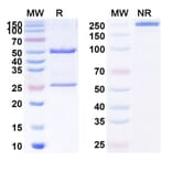 SDS-PAGE - Anti-MUC1 Antibody [AR2.5] Biosimilar - BSA and Azide free (A340132) - Antibodies.com