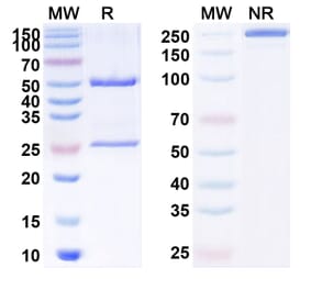 SDS-PAGE - Anti-MUC1 Antibody [TAB-4] Biosimilar - BSA and Azide free (A340133) - Antibodies.com