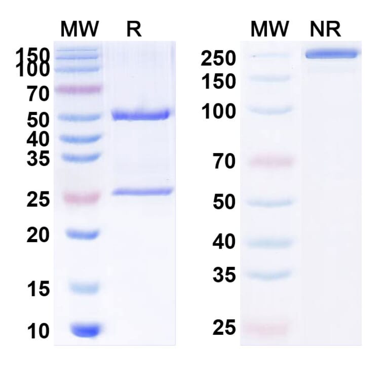 SDS-PAGE - SPmAb2.1 Biosimilar - Anti-MUC1 Antibody - BSA and Azide free (A340134) - Antibodies.com