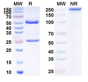 SDS-PAGE - Anti-PVRL4 Antibody [SBT629] Biosimilar - BSA and Azide free (A340137) - Antibodies.com