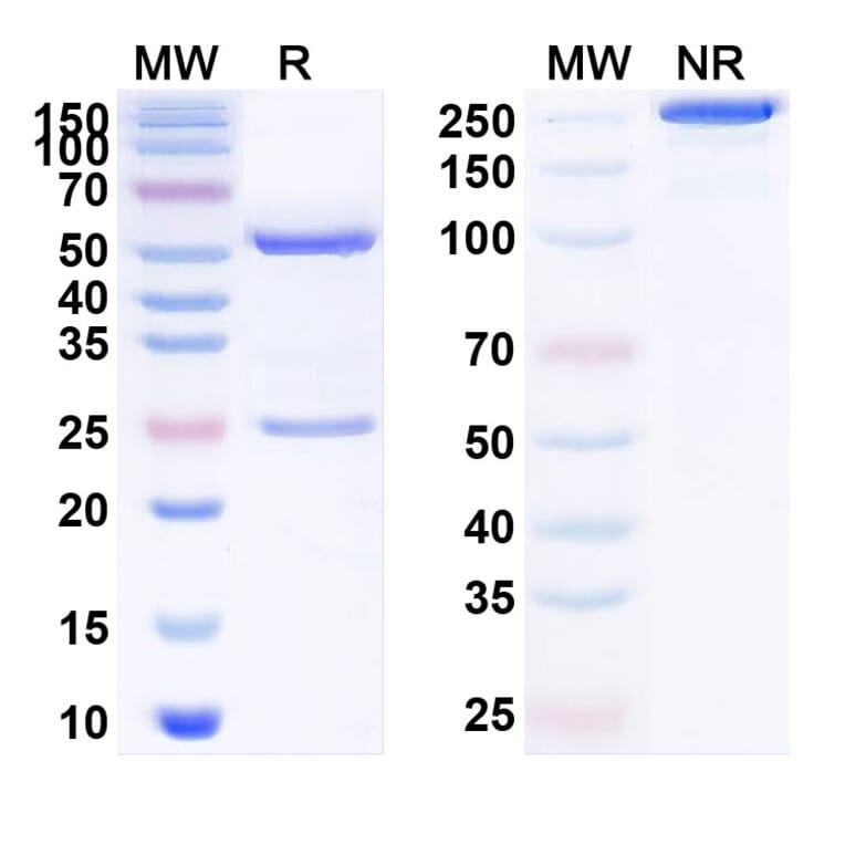 SDS-PAGE - Anti-NGF Antibody [ABT-11] Biosimilar - BSA and Azide free (A340138) - Antibodies.com
