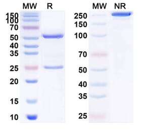 SDS-PAGE - Anti-NGF Antibody [AS288641-] Biosimilar - BSA and Azide free (A340139) - Antibodies.com