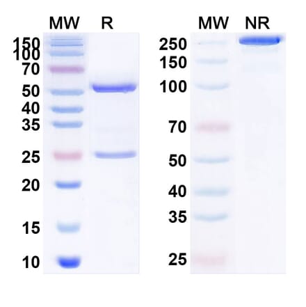 SDS-PAGE - Anti-NGF Antibody [AS288641-] Biosimilar - BSA and Azide free (A340139) - Antibodies.com