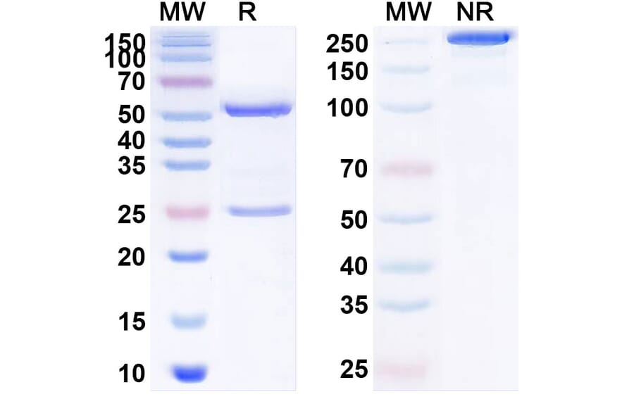 SDS-PAGE - Anti-NGF Antibody [MEDI1912] Biosimilar - BSA and Azide free (A340140) - Antibodies.com