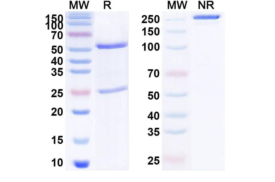 SDS-PAGE - Anti-NGF Antibody [MEDI-578] Biosimilar - BSA and Azide free (A340141) - Antibodies.com