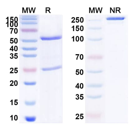 SDS-PAGE - Anti-NGF Antibody [MEDI-578] Biosimilar - BSA and Azide free (A340141) - Antibodies.com