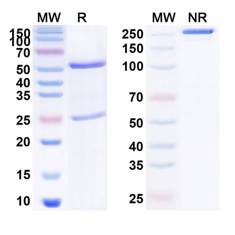 SDS-PAGE - Anti-NGF Antibody [MEDI 7352] Biosimilar - BSA and Azide free (A340142) - Antibodies.com