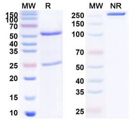 SDS-PAGE - Anti-NGF Antibody [CRB89] Biosimilar - BSA and Azide free (A340143) - Antibodies.com