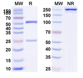 SDS-PAGE - Anti-NCR1 Antibody [BL-92] Biosimilar - BSA and Azide free (A340144) - Antibodies.com