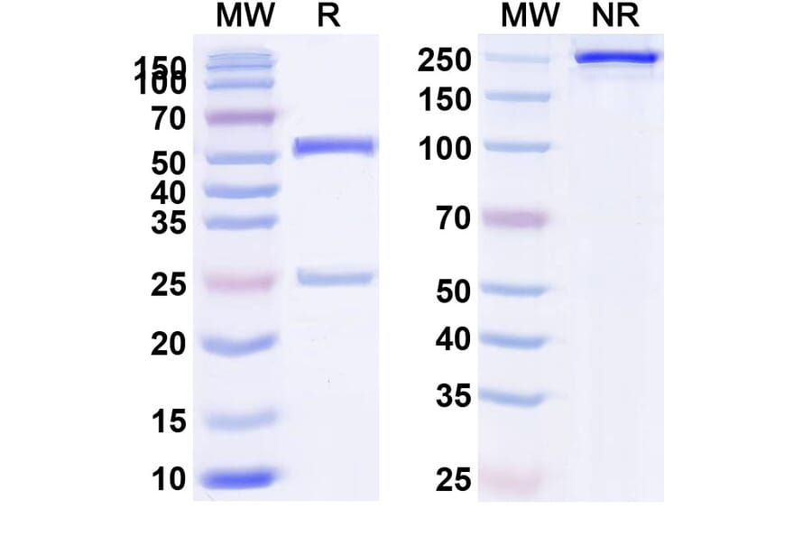 SDS-PAGE - Anti-NCR1 Antibody [BL-92] Biosimilar - BSA and Azide free (A340144) - Antibodies.com