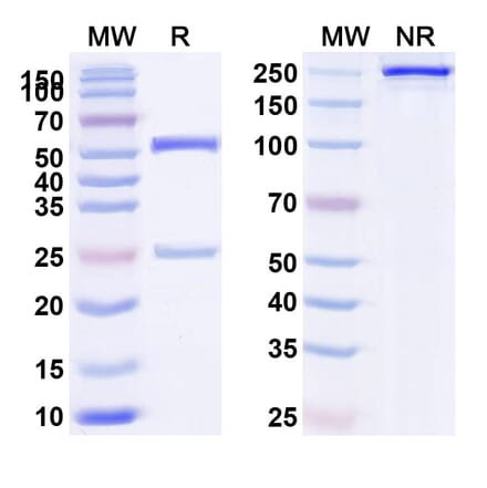SDS-PAGE - Anti-NCR1 Antibody [BL-92] Biosimilar - BSA and Azide free (A340144) - Antibodies.com