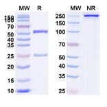 SDS-PAGE - Anti-NCR1 Antibody [BL-92] Biosimilar - BSA and Azide free (A340144) - Antibodies.com