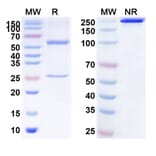 SDS-PAGE - Anti-NONO Antibody [PAT-LM1] Biosimilar - BSA and Azide free (A340145) - Antibodies.com