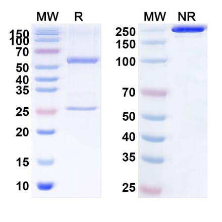 SDS-PAGE - MAb604.107 Biosimilar - Anti-Notch1 Antibody - BSA and Azide free (A340146) - Antibodies.com
