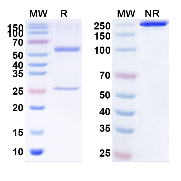 SDS-PAGE - Anti-Notch3 Antibody [PF-66588] Biosimilar - BSA and Azide free (A340147) - Antibodies.com